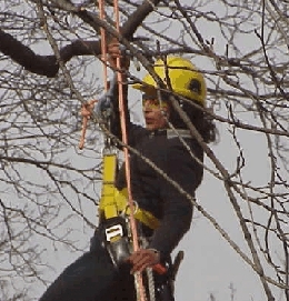 Me On A Tree